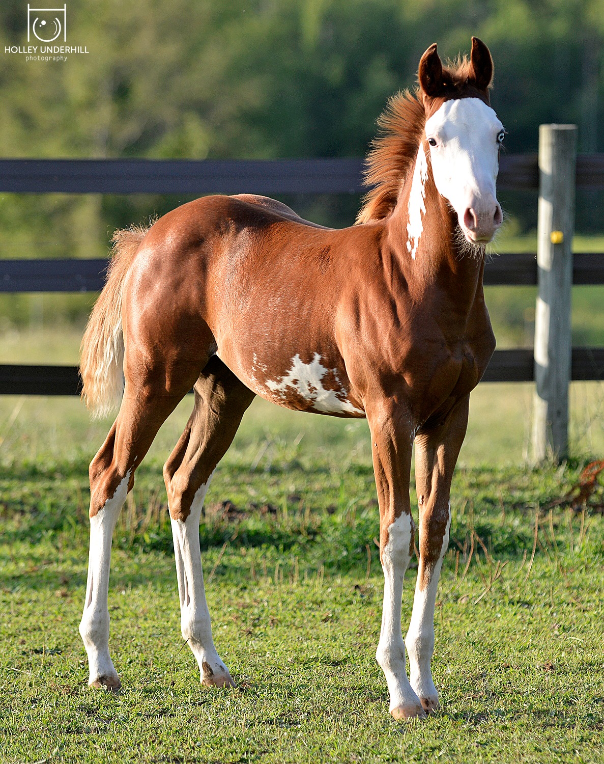 2022 APHA Chestnut Filly